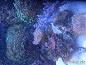 Weichkorallen: Keniabäumchen, Pilzlederkoralle und andere auf Stein