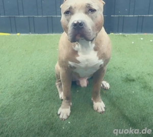 Schweren Herzens suchen wir ein neues Zuhause für unseren Rüden Tyson