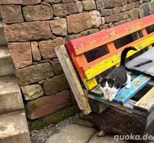 2 Kätzchen Katzenbabys Kitten Babykatzen