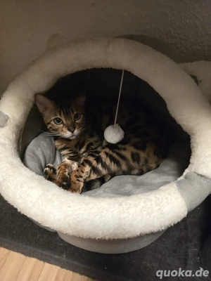 Bengal Katze 