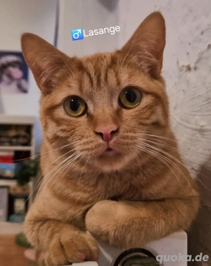 Katzen suchen Zuhause