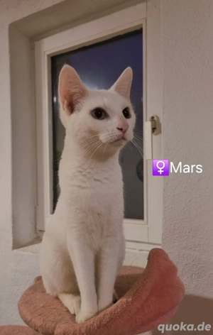 Katzen suchen Zuhause