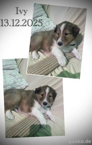 Erzieher für kleine Colliewelpen gesucht