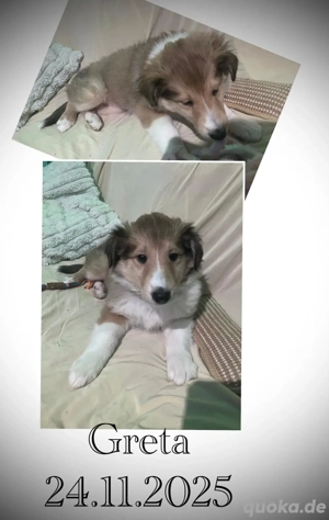 Erzieher für kleine Colliewelpen gesucht