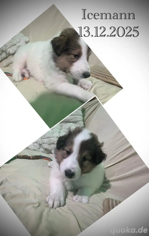 Erzieher für kleine Colliewelpen gesucht