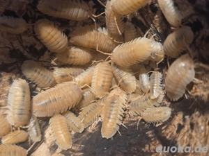Armadillidium pallassii Asseln *Zuchtauflösung