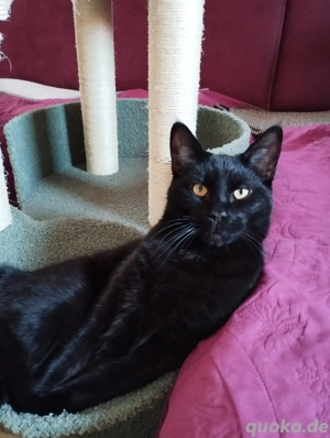 Kater in schwarz 