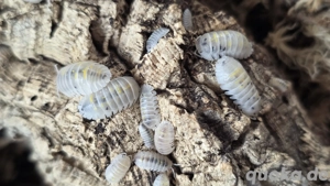 Armadillidium granulatum magic portion Asseln 