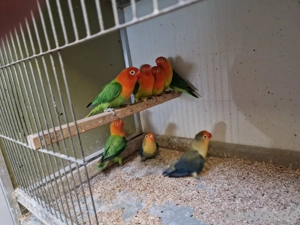 Zuchtauflösung Pfirsichköpfchen Bild 3