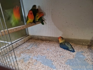 Zuchtauflösung Pfirsichköpfchen Bild 2