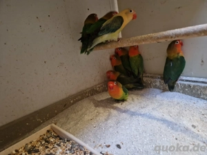 Zuchtauflösung Pfirsichköpfchen Bild 4