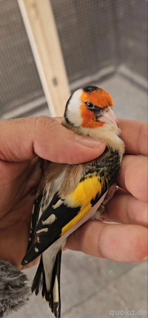 Stieglitz major Junge zum abgeben  Bild 4