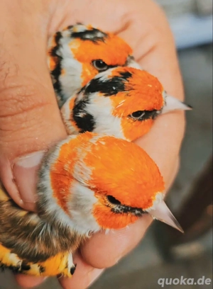 Stieglitz major Junge zum abgeben  Bild 3