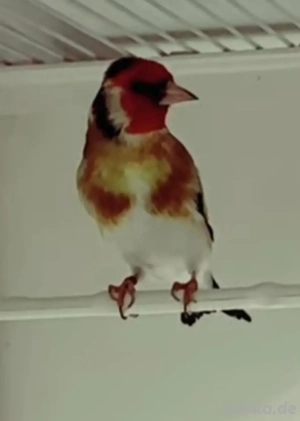 Stieglitz major Junge zum abgeben  Bild 2