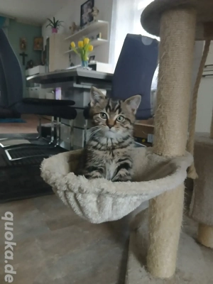 Britisch Kurzhaar 2 Jungs 1 Mädchen 