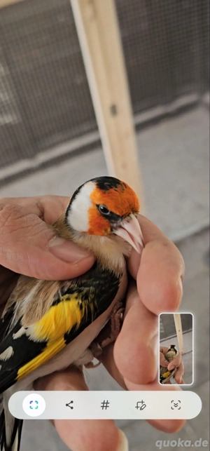 Stieglitz major Junge zum abgeben  Bild 5