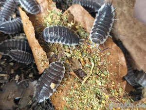 Porcellio hoffmannseggi Asseln