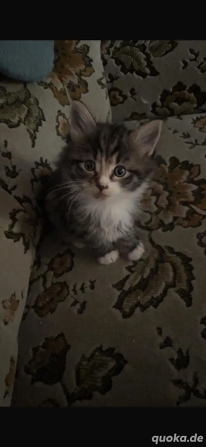 Wunderschöne Englische Langhaar Main coon Kitten zu verkaufen