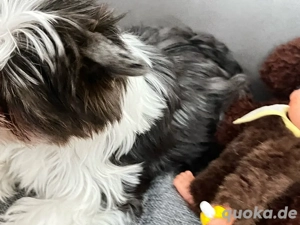 Yorkshire Terrier Welpen Bild 2