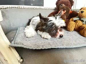 Yorkshire Terrier Welpen Bild 3