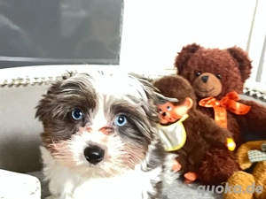 Yorkshire Terrier Welpen Bild 4