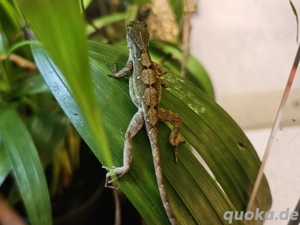 Anolis allogus Pärchen sehr selten Bild 2