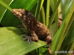 Anolis allogus Pärchen sehr selten Bild 3