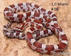 Kornnatter NZ 2025 Miami het. Sunkissed 