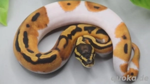 königspython 0.1 High Intensity Orange Dream Pied pos. YB ENZ 2025 