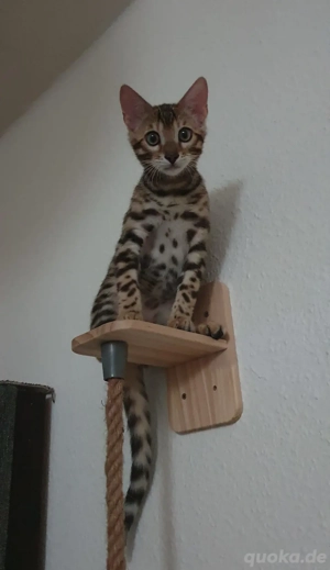 Süßer 3 Monate alter Kater (XL   XXL) sucht liebevolles Zuhause 