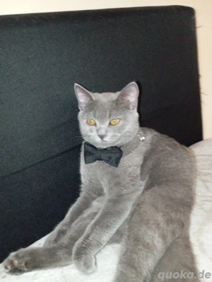 Reinrassiger britischer Kater sucht Partner (männlich)