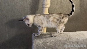 ! Abgabe bereit ! Bengal Kitten Snow Mink Sepia geboren am 24.10.25
