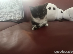 Super süße Britischkurzhaar Kitten!
