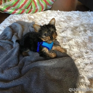 Yorkshire Terrier Welpe Bild 3