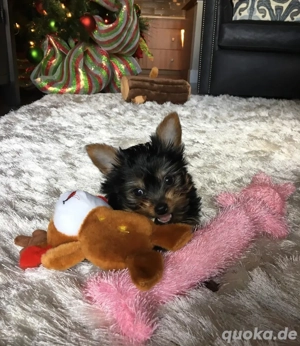 Yorkshire Terrier Welpe Bild 4