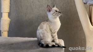 ! Abgabe bereit ! Bengal Kitten Snow Mink Sepia geboren am 24.10.25