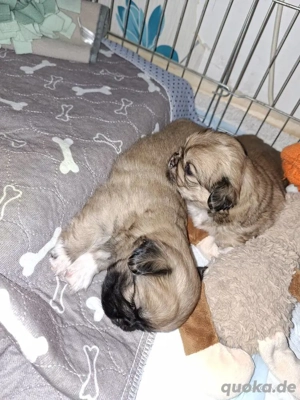 Pekingese welpen