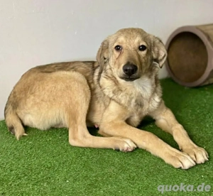 Katzenverträglicher Welpe Charly