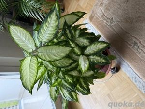 Herrliche, gesunde große Dieffenbachie zu verkaufen