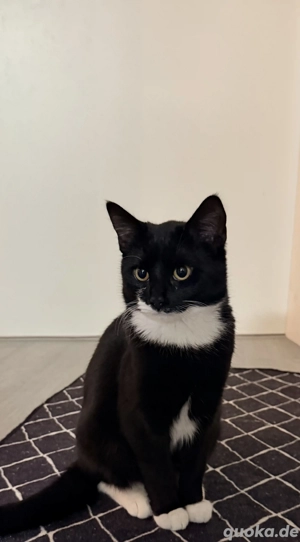 Zwei Katzen 5 Monate und 4 Monate ( in Liebevolle Hände abzugeben)