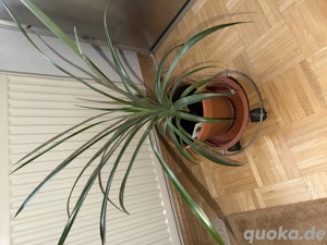 Tolle Ananaspflanze im Top Zustand