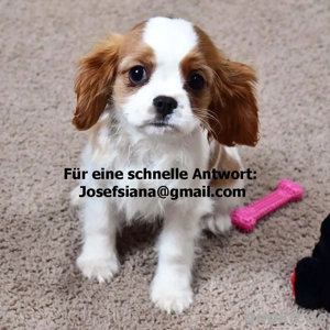 King Charles Spaniel Welpe   14 Wochen alt (Rüde)