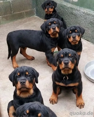Gesunde und bezaubernde Rottweilerwelpen abzugeben.