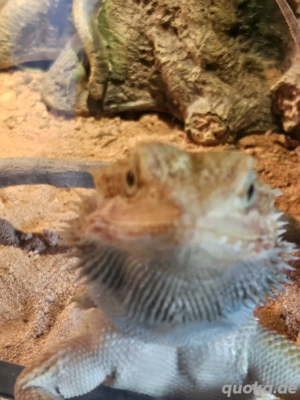 Bartagame männlich