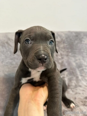    10 American-Bully Welpen   bald in liebevolle Hände abzugeben (Reservierung möglich)