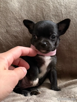 Elf Chihuahua Mix