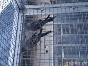 Wellensittiche Blackface