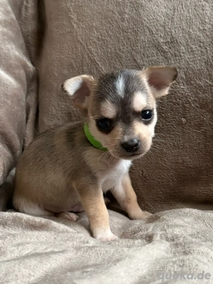 Billy Chihuahua Mix