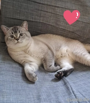 Hübscher Deckkater wartet auf Damenbesuch  Bild 2