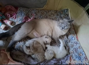 Hübscher Deckkater wartet auf Damenbesuch  Bild 3